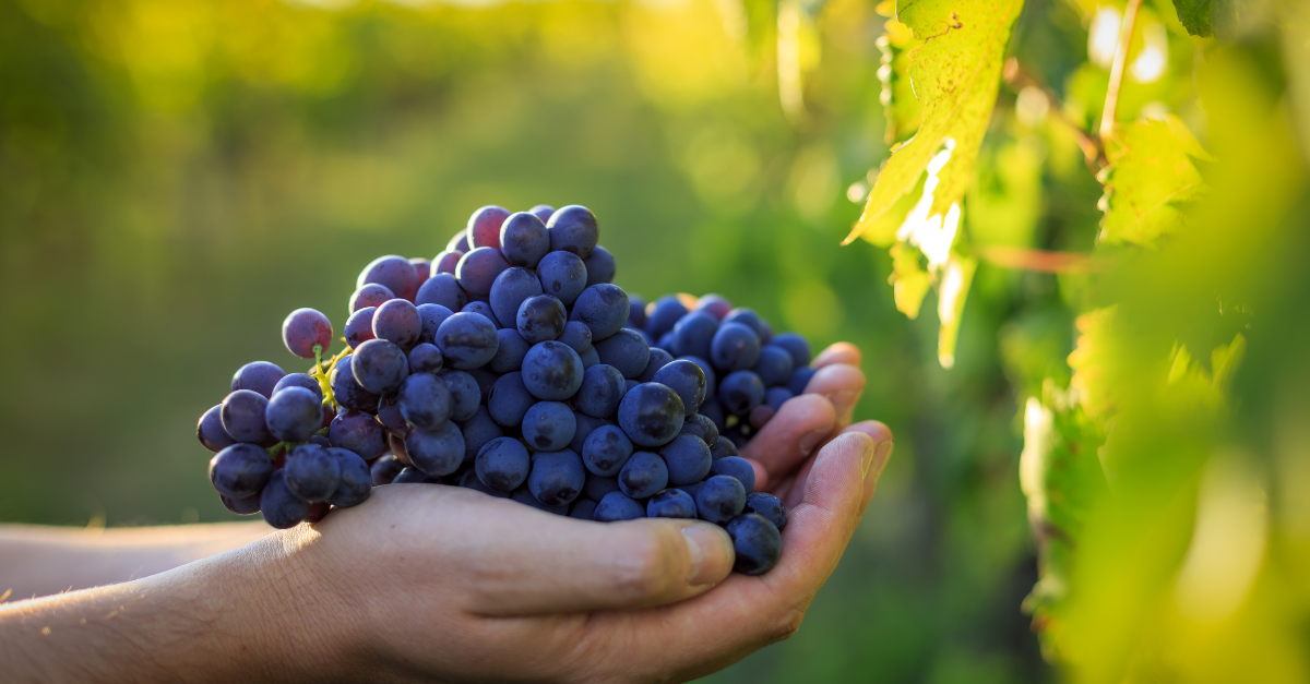 SACE per le aziende del settore vitivinicolo: prodotti e servizi per crescere in Italia e all'estero