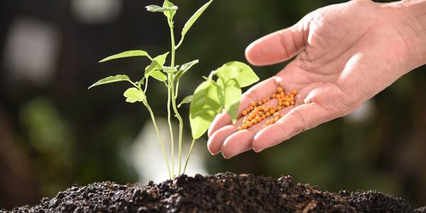 Cile: Terreno Fertile per l'Innovazione Italiana nell'Agricoltura Sostenibile