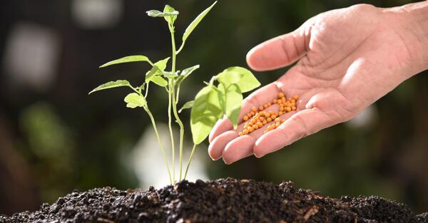 Cile: Terreno Fertile per l'Innovazione Italiana nell'Agricoltura Sostenibile